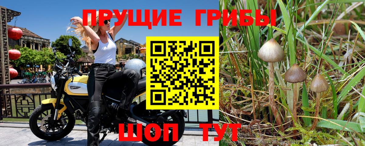 Звенигород  Псилоцибиновые грибы GOLDEN TEACHER  Вход с VPN 